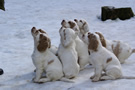 Dukeries' Clumber Spaniel Leya