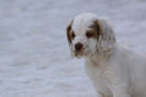  Clumber Spaniel Welpen