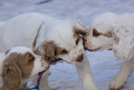 Dukeries' Clumber Spaniel Sparkle