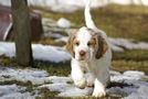  Clumber Spaniel Welpen