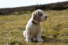  Clumber Spaniel Welpen