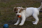  Clumber Spaniel Welpen