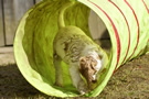  Clumber Spaniel Welpen