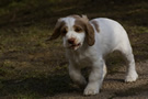  Clumber Spaniel Welpen