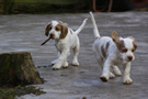  Clumber Spaniel Welpen