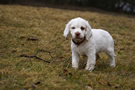  Clumber Spaniel Welpen