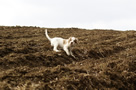 Dukeries' Clumber Spaniel Aven