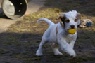  Clumber Spaniel Welpen