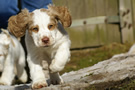  Clumber Spaniel Welpen