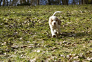  Clumber Spaniel Welpen