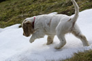  Clumber Spaniel Welpen