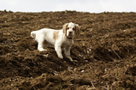 Dukeries' Clumber Spaniel Aven