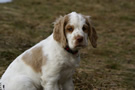  Clumber Spaniel Welpen