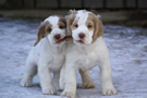  Clumber Spaniel Welpen