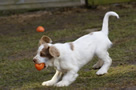  Clumber Spaniel Welpen