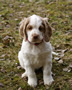 Dukeries' Clumber Spaniel Aven