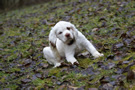 Dukeries' Clumber Spaniel Sparkle