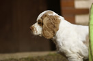  Clumber Spaniel Welpen