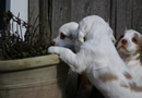  Clumber Spaniel Welpen