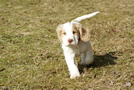  Clumber Spaniel Welpen