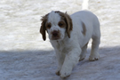 Dukeries' Clumber Spaniel Aven