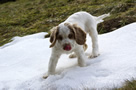 Dukeries' Clumber Spaniel Aven