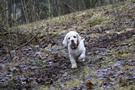 Dukeries' Clumber Spaniel Sparkle