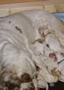 Clumber Spaniel  Welpen - puppies