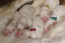 Clumber Spaniel  Welpen - puppies