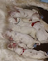 Dukeries' Clumber Spaniel Leya