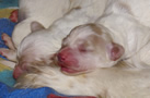 Clumber Spaniel  Welpen - puppies