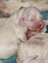 Clumber Spaniel  Welpen - puppies