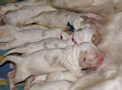 Clumber Spaniel  Welpen - puppies