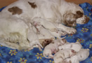 Clumber Spaniel  Welpen - puppies