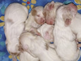 Clumber Spaniel  Welpen - puppies