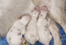 Clumber Spaniel  Welpen - puppies