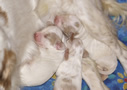 Dukeries' Clumber Spaniel Aven