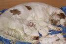 Clumber Spaniel  Welpen - puppies