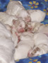 Clumber Spaniel  Welpen - puppies