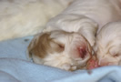 Dukeries' Clumber Spaniel Leya