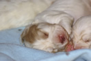 Dukeries' Clumber Spaniel Leya