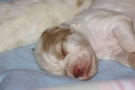 Dukeries' Clumber Spaniel Leya