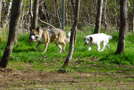 Clumber Spaniel Welpen am Hundeplatz