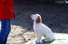 Clumber Spaniel Welpen
