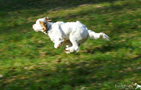 Clumber Spaniel Welpen