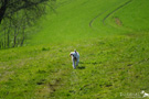 Clumber Spaniel Welpen