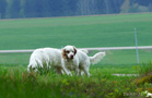 Clumber Spaniel Welpen
