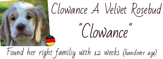 Clumber Spaniel Clowance