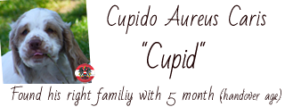 Album of Cupid