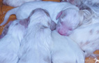 Clumber Spaniel Welpen 1. Woche